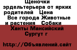 Щеночки эрдельтерьера от ярких родителей › Цена ­ 25 000 - Все города Животные и растения » Собаки   . Ханты-Мансийский,Сургут г.